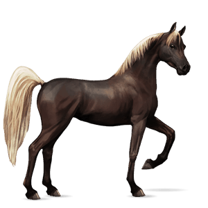 jezdecký kůň shagya – arab pstružák