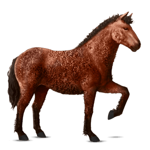 jezdecký kůň curly ryzák