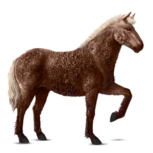 jezdecký kůň holštýnský kůň hnědák