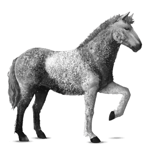 jezdecký kůň curly ryzák