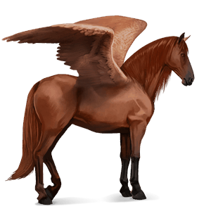 jezdecký pegas berberský kůň ryzák