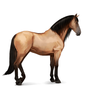 jezdecký kůň andaluský kůň ryzák