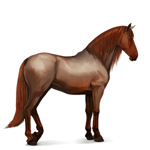 jezdecký kůň arabský plnokrevník Červený bělouš