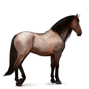 jezdecký kůň arabský plnokrevník hnědý bělouš
