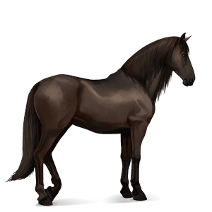 jezdecký kůň hannoverský kůň Černý ryzák