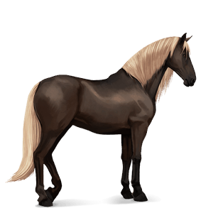jezdecký kůň tmavý hnědák