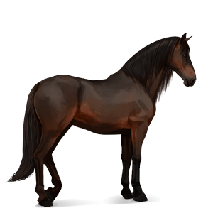 jezdecký kůň Černý hnědák
