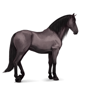 jezdecký kůň hannoverský kůň hnědák