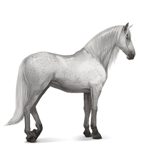 jezdecký kůň andaluský kůň bělouš