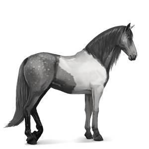 jezdecký kůň mangalarga marchador smíšený bělouš tobiano