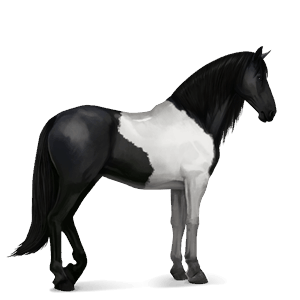 jezdecký kůň andaluský kůň Černý hnědák