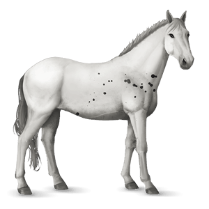 jezdecký kůň appaloosa sorrel spotted blanket