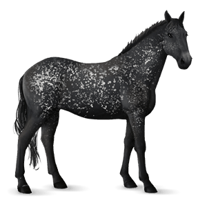 jezdecký kůň black snowflake