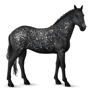 jezdecký kůň knabstrup black spotted blanket