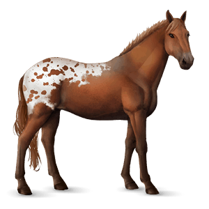 jezdecký kůň knabstrup sorrel spotted blanket