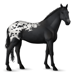 jezdecký kůň holštýnský kůň Černý hnědák
