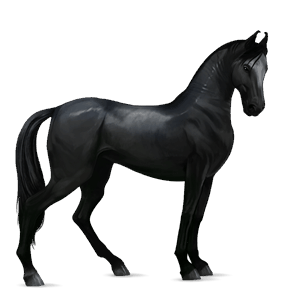 jezdecký kůň marwari vraník