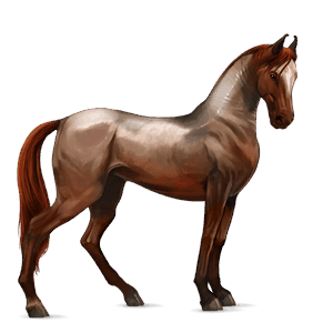 jezdecký kůň marwari bělouš