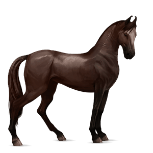 jezdecký kůň marwari Černý ryzák