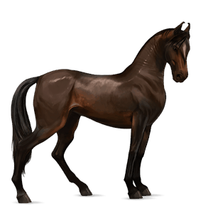 jezdecký kůň marwari Černý hnědák