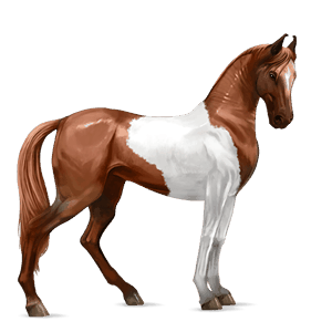 jezdecký kůň shagya – arab ryzák