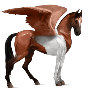 jezdecký pegas appaloosa bay spotted blanket