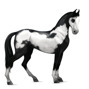 jezdecký kůň irský tinker Černý hnědák tobiano