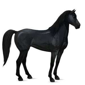 jezdecký kůň andaluský kůň vraník