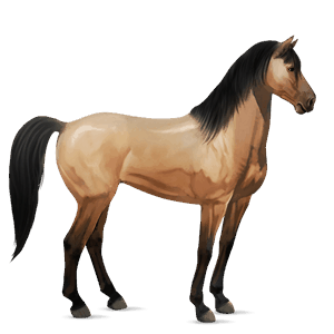 jezdecký kůň andaluský kůň plavák