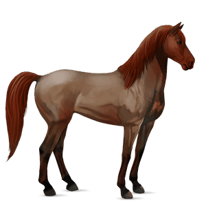 jezdecký kůň Červený bělouš