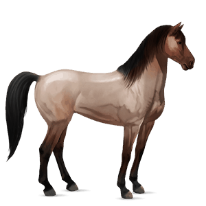 jezdecký kůň appaloosa black snowflake