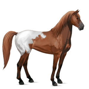 jezdecký kůň mustang Černý hnědák