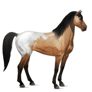 jezdecký kůň achaltekinský kůň smíšený bělouš