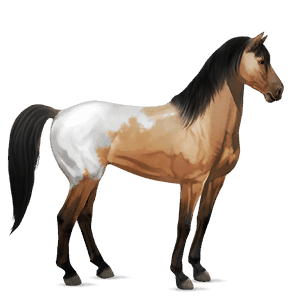 jezdecký kůň mustang Černý hnědák
