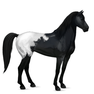 jezdecký kůň appaloosa black blanket