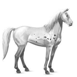 jezdecký kůň mustang myšák