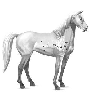 jezdecký kůň shagya – arab hnědák