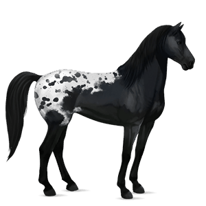 jezdecký kůň hannoverský kůň světlý ryzák
