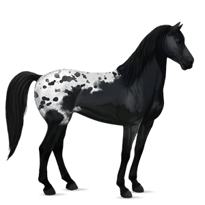 jezdecký kůň mustang vraník