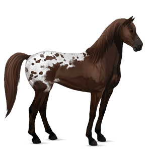jezdecký kůň appaloosa bay snowflake