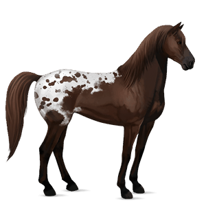jezdecký kůň mustang Červený bělouš