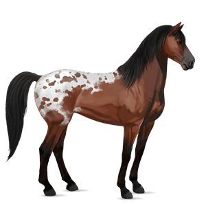 jezdecký kůň quarter horse hnědý bělouš