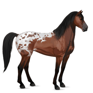 jezdecký kůň mustang dark bay spotted blanket