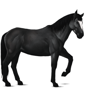jezdecký kůň Černý hnědák