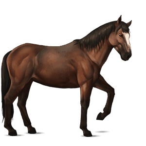 jezdecký kůň anglický plnokrevník cremello