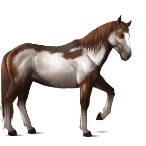 jezdecký kůň mustang vraník