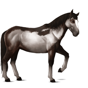 jezdecký kůň quarter horse ryzák