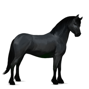 poník shetlandský pony myšák
