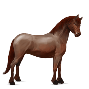poník highland pony Černý ryzák