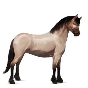 poník shetlandský pony světlý ryzák